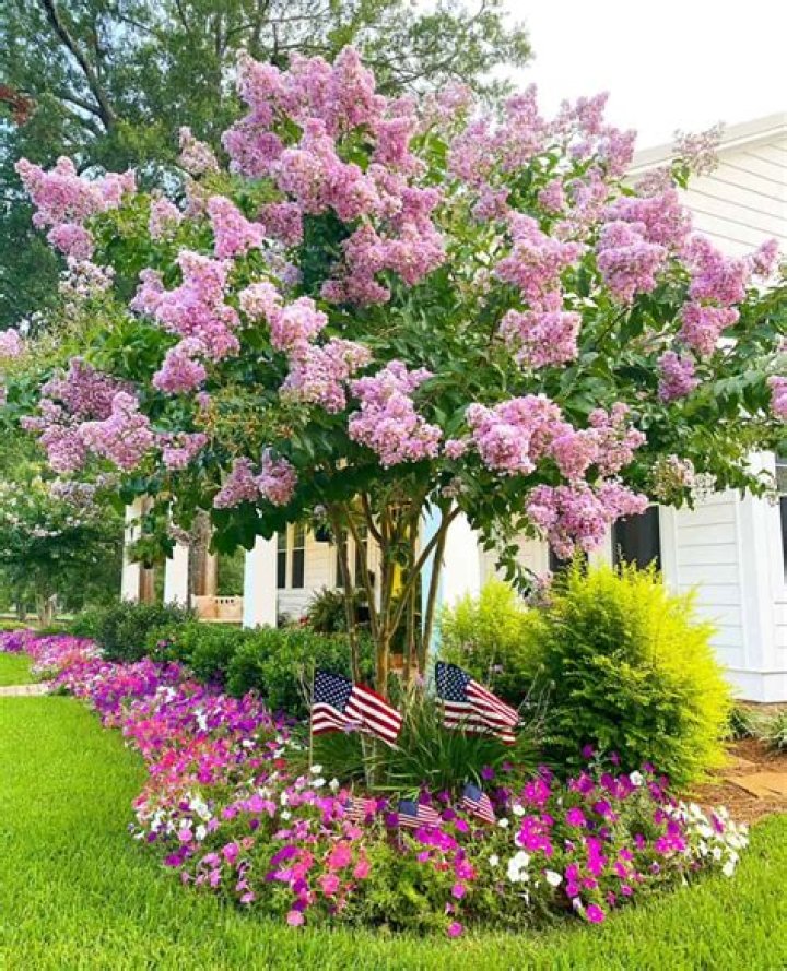 Do crepe myrtles grow in Pennsylvania?