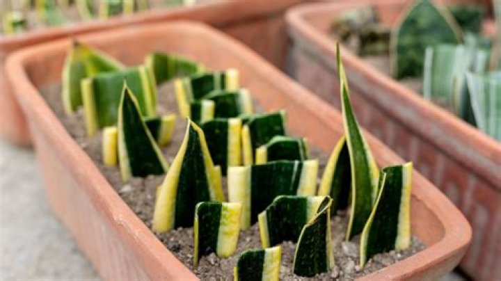 How fast does Sansevieria grow?
