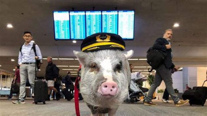 Meet Lilou, San Francisco International Airport's Adorable Therapy Pig