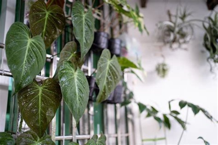 The 5 Best Houseplants for Hanging Planters, Experts Say