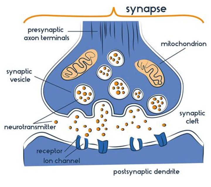 What is another word for synapses