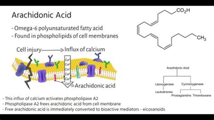 What is arachidonic acid used for
