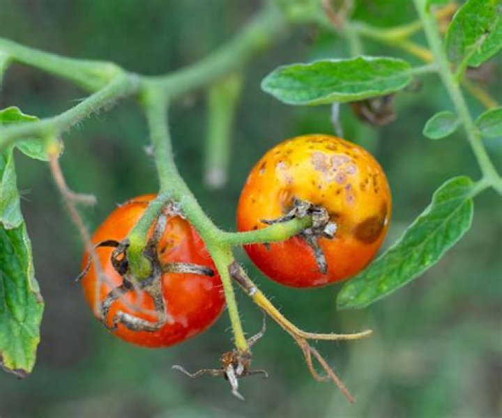 What kills blight on tomatoes