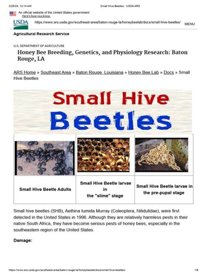 What kills small hive beetles