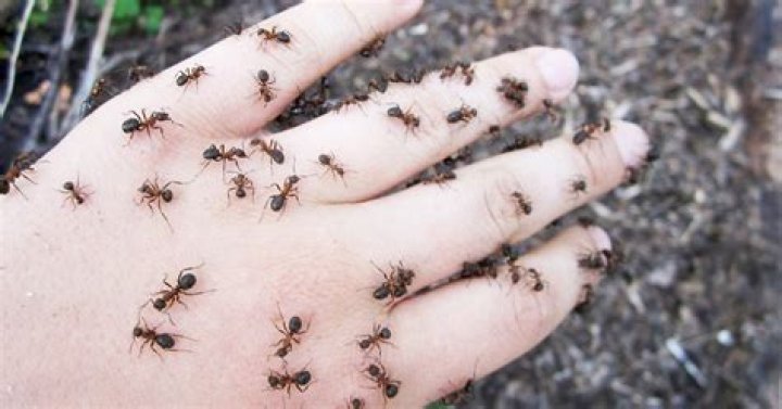 What kind of ants bite humans