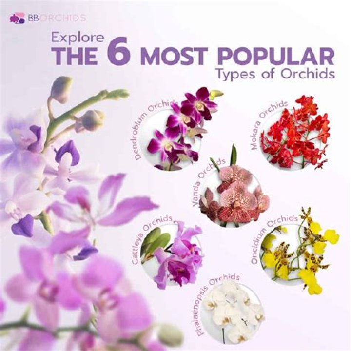 What kind of bugs eat orchids