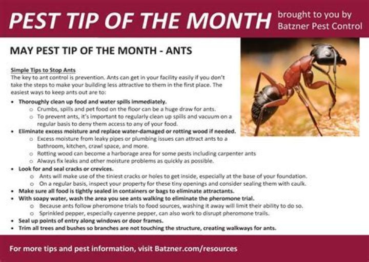 What month are ants the worst