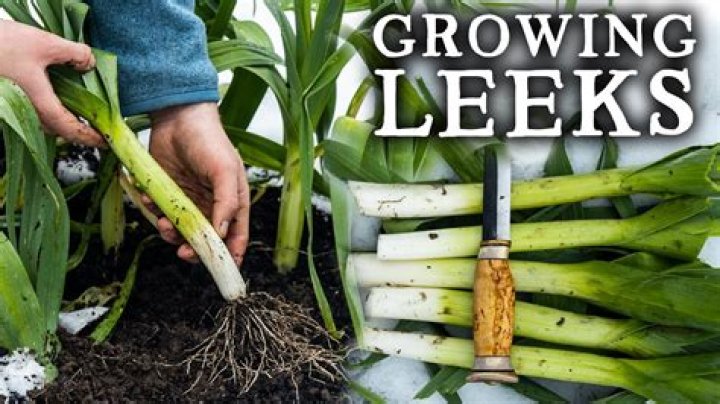 What month do you plant leeks
