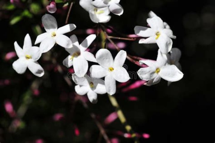 What month does jasmine bloom
